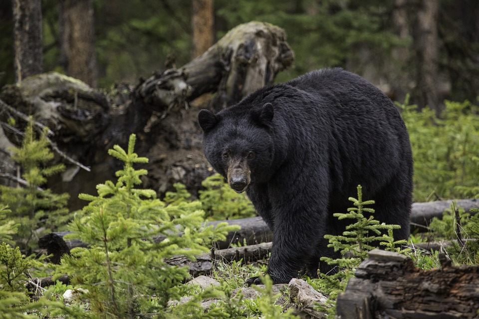 Wildlife and predator safety course