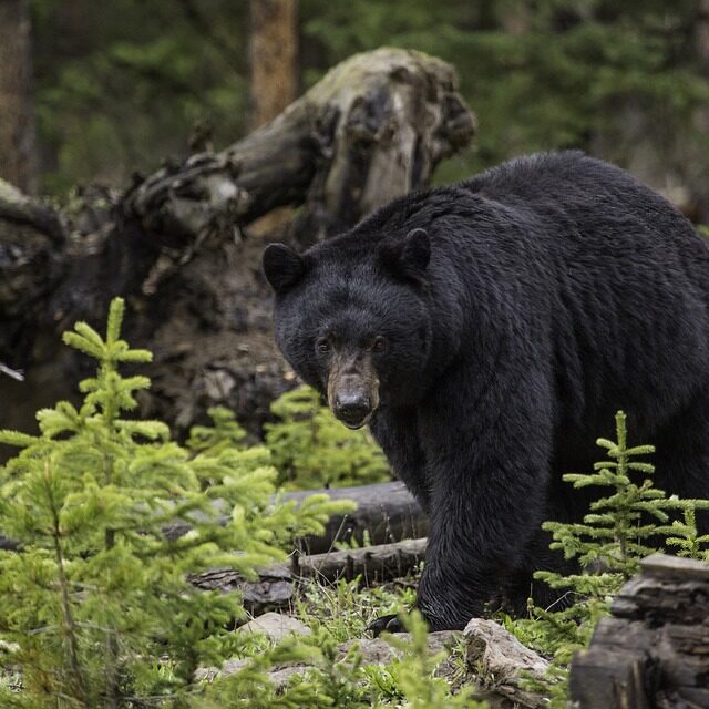 Wildlife and predator safety course